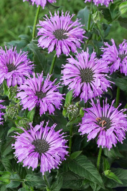 Монарда двійчаста ‘Блю Мун’|Monarda didyma ‘Blue Moon’|Монарда двойная ‘Блю Мун’